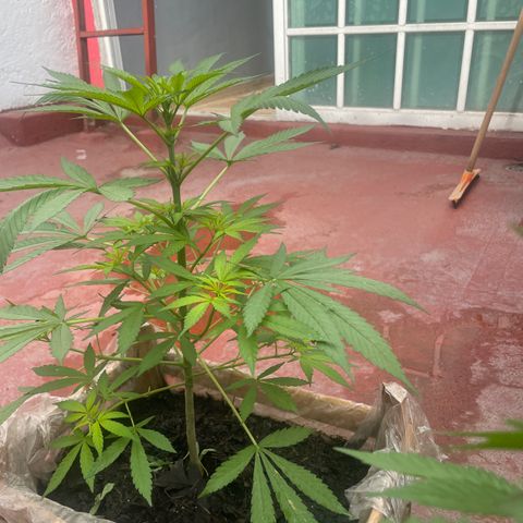 Lemon cake 7 growlog timeline photo