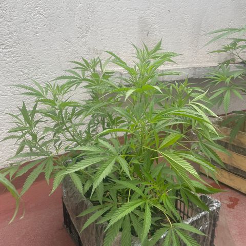 Lemon cake 4 growlog timeline photo