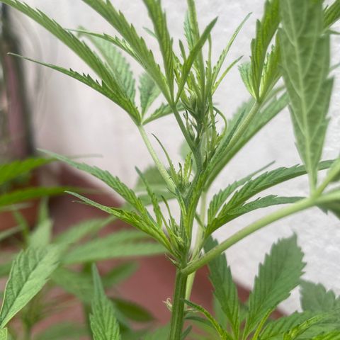 Lemon cake 4 growlog timeline photo
