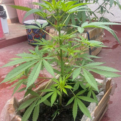 Lemon cake 7 growlog timeline photo