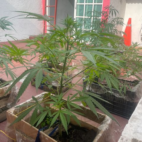 Lemon cake 6 growlog timeline photo