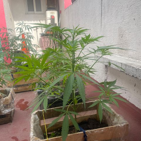 Lemon cake 6 growlog timeline photo