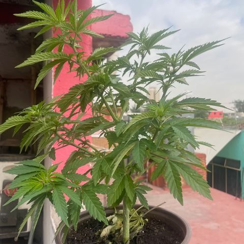 Lemon cake 5 growlog timeline photo