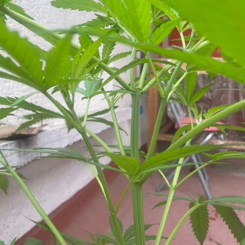Lemon cake 6 growlog timeline photo