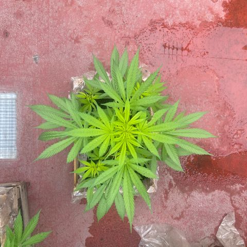 Lemon cake 7 growlog timeline photo