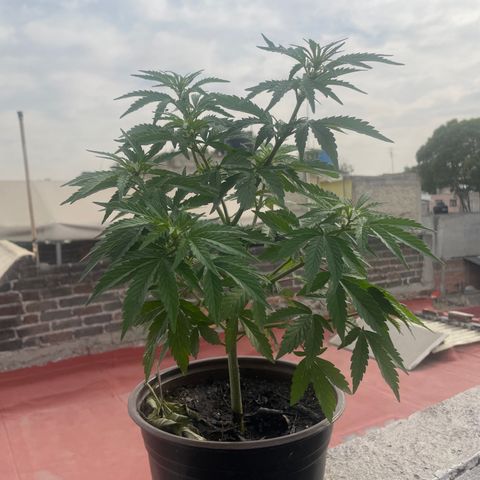 Lemon cake 5 growlog timeline photo
