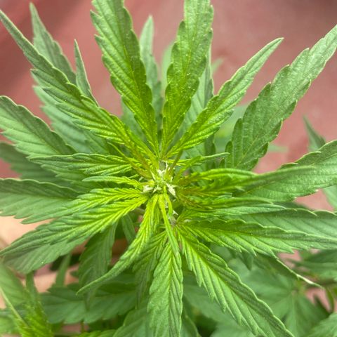 Lemon cake 5 growlog timeline photo