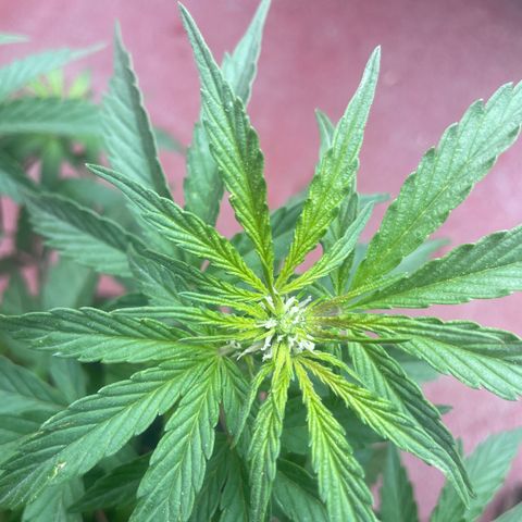 Lemon cake 5 growlog timeline photo