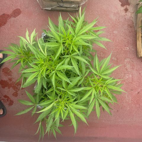 Lemon cake 4 growlog timeline photo