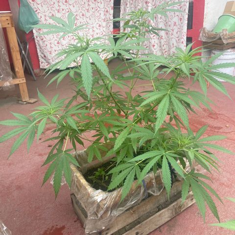 Lemon cake 3 growlog timeline photo