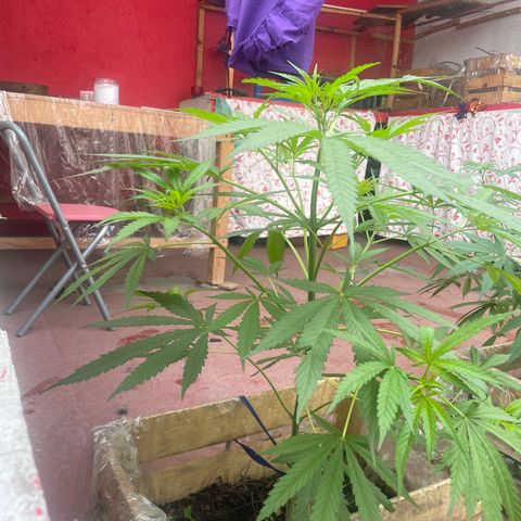 Lemon cake 6 growlog timeline photo