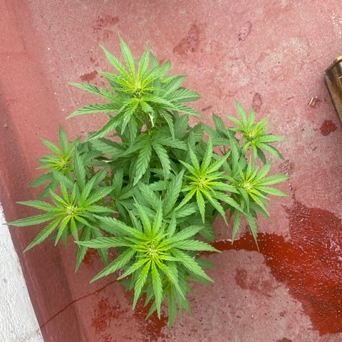 Lemon cake 5 growlog timeline photo