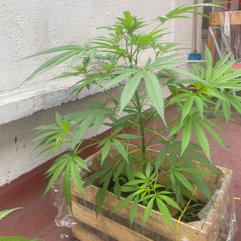Lemon cake 6 growlog timeline photo
