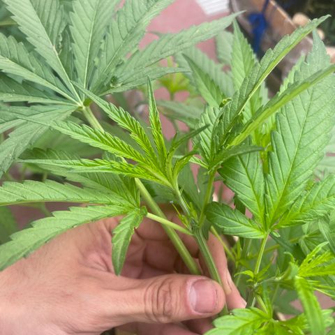 Lemon cake 6 growlog timeline photo