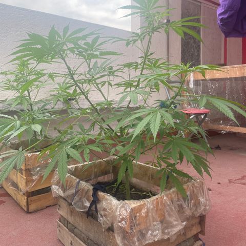 Lemon cake 3 growlog timeline photo