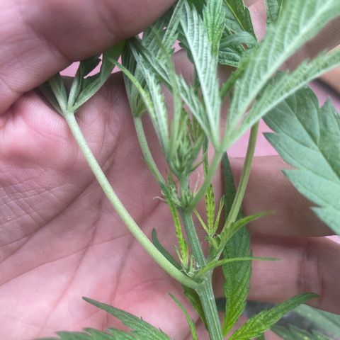 Lemon cake 4 growlog timeline photo