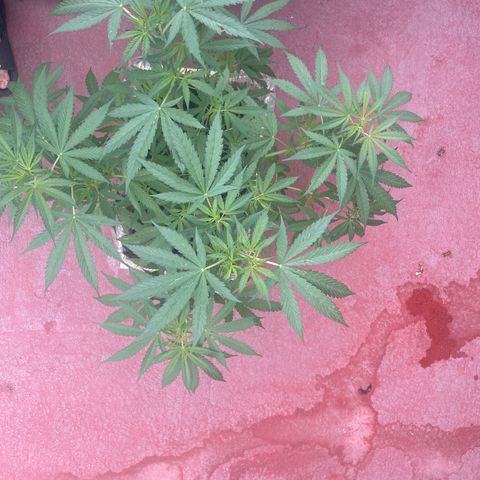 Lemon cake 3 growlog timeline photo