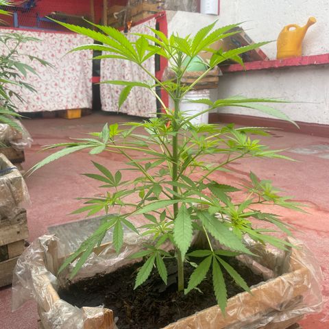 Lemon cake 7 growlog timeline photo