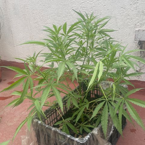 Lemon cake 4 growlog timeline photo