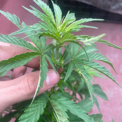 Lemon cake 5 growlog timeline photo