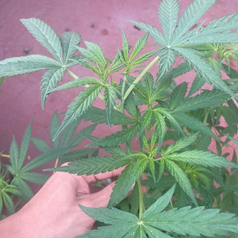 Lemon cake 3 growlog timeline photo