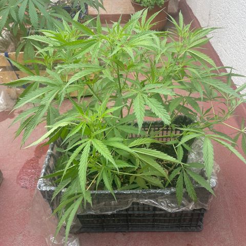 Lemon cake 4 growlog timeline photo