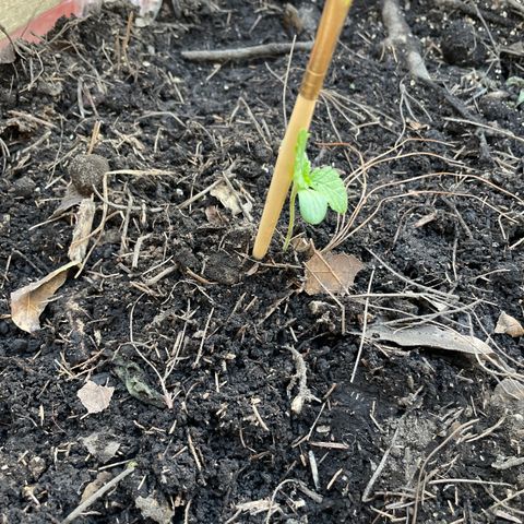 Orange juice  growlog timeline photo