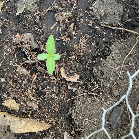 King cake  growlog timeline photo