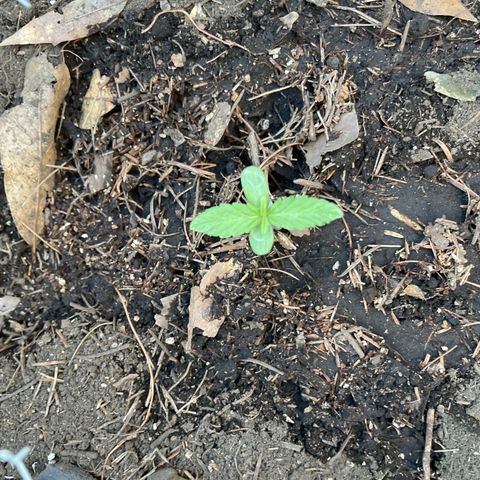 King cake  growlog timeline photo