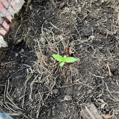 Tangie 2 growlog timeline photo
