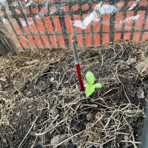 Tangie 2 growlog timeline photo