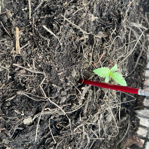 Tangie 2 growlog timeline photo