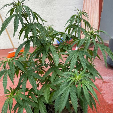 Lemon cake 5 growlog timeline photo