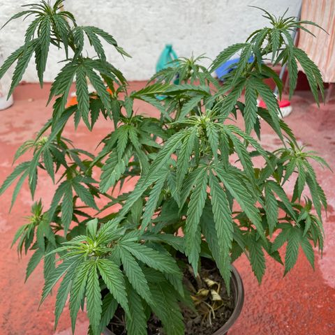 Lemon cake 5 growlog timeline photo