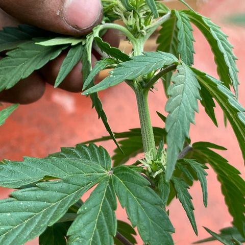 Lemon cake 5 growlog timeline photo