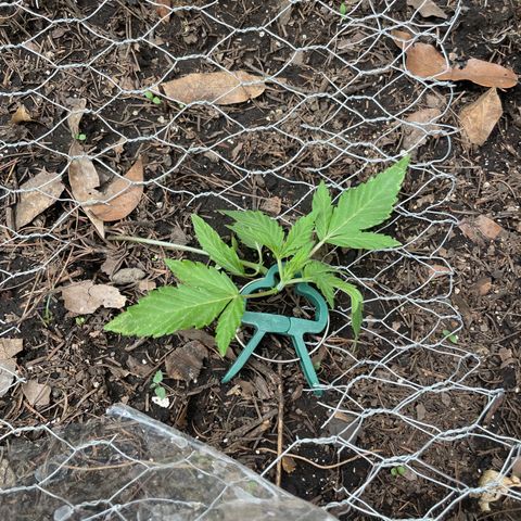 King cake  growlog timeline photo
