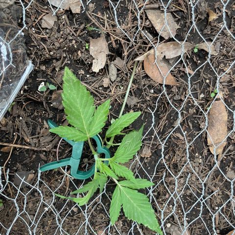 King cake  growlog timeline photo