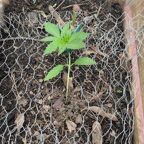 Orange juice  growlog timeline photo