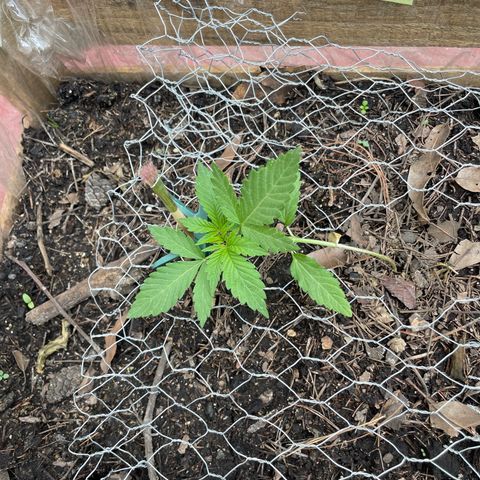 Orange juice  growlog timeline photo