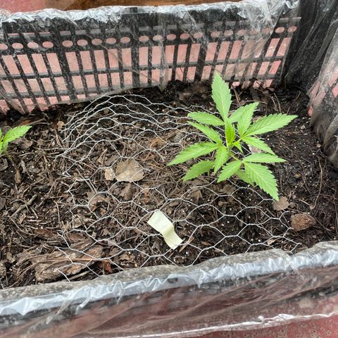 Tangie 2 growlog timeline photo