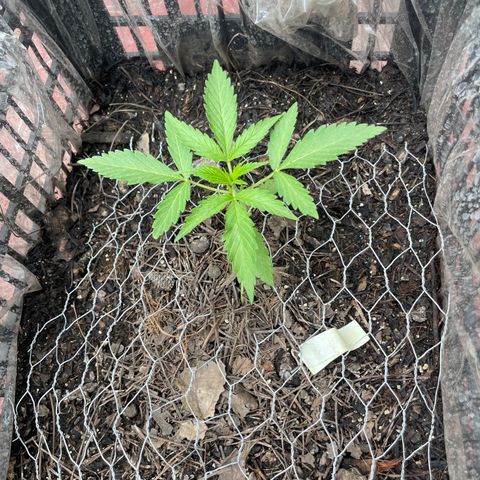 Tangie 2 growlog timeline photo
