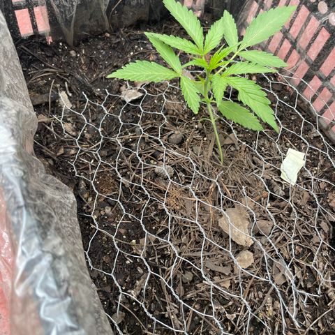 Tangie 2 growlog timeline photo