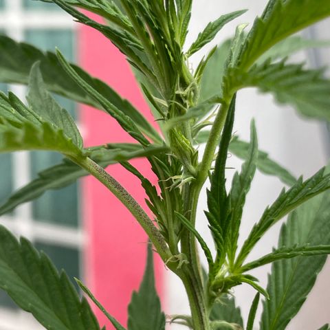 Orange juice(??? growlog timeline photo