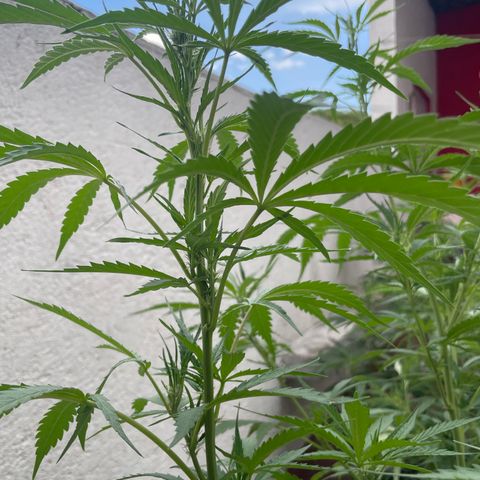 Orange juice(??? growlog timeline photo