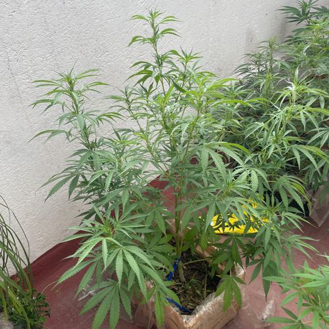 Orange juice(??? growlog timeline photo