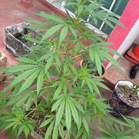 Lemon cake 7 growlog timeline photo