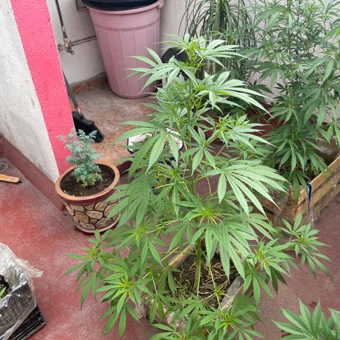 Lemon cake 7 growlog timeline photo