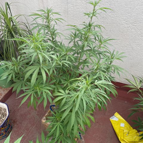 Orange juice(??? growlog timeline photo