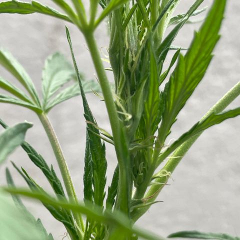 Orange juice(??? growlog timeline photo
