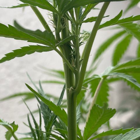Orange juice(??? growlog timeline photo
